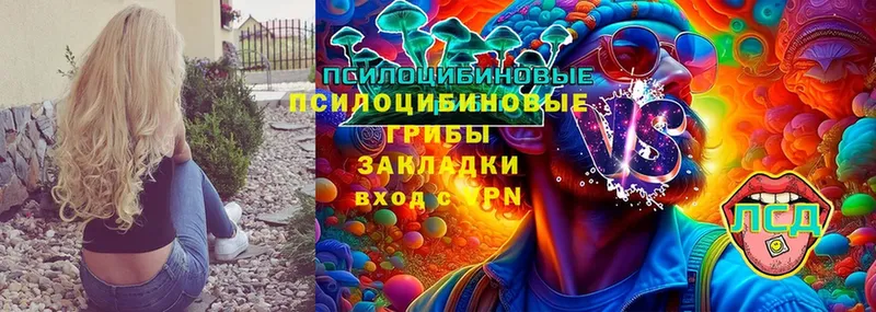 Псилоцибиновые грибы Cubensis  Баймак 